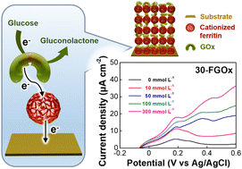 Graphical abstract: Enhancement of electron transfer efficiency in biofuel cell anodes using biocompatible redox-active ferritin and enzyme assemblies