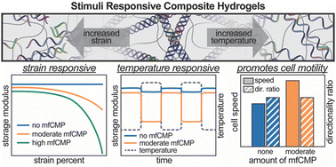 Graphical abstract: Harnessing multifunctional collagen mimetic peptides to create bioinspired stimuli responsive hydrogels for controlled cell culture