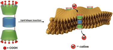 Graphical abstract: A unimolecular artificial cation channel based on cascaded hydrated acid groups