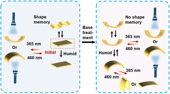 Graphical abstract: Hydrogen-bonded multi-mode liquid crystal elastomer actuators