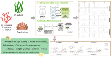 Graphical abstract: Fractionation and characterization of marine macroalgae proteins