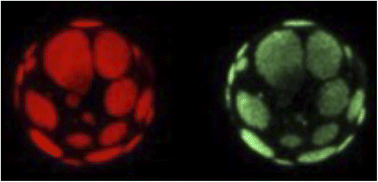 Graphical abstract: Spiers memorial lecture: Experimental discovery of asymmetric bilayers, and a recent asymmetry example