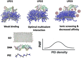 Graphical abstract: Tunable DNA binding on graphene oxide via polyethyleneimine topology and density: mechanistic insights for nonviral gene delivery