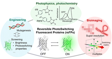 Graphical abstract: Reversibly photoswitchable fluorescent proteins: integrating photophysics, photochemistry, bioimaging, and protein engineering
