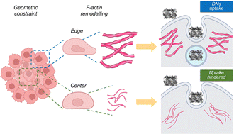 Graphical abstract: Geometrically constrained cytoskeletal reorganisation modulates DNA nanostructures uptake