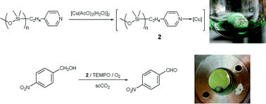 Graphical abstract: Supercritical carbon dioxide, a new medium for aerobic alcohol oxidations catalysed by copper-TEMPO