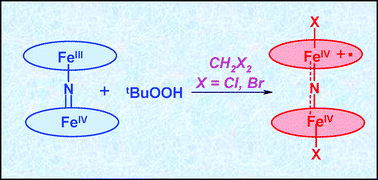 Graphical abstract: Stable N-bridged diiron (IV) phthalocyanine cation radical complexes: synthesis and properties