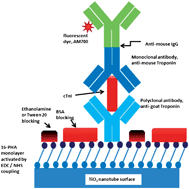 Graphical abstract: Ultrahigh sensitivity assays for human cardiac troponin I using TiO2 nanotube arrays