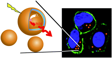 Graphical abstract: Light-responsive polymer nanoreactors: a source of reactive oxygen species on demand