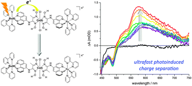 Graphical abstract: Detection of a charge-separated catalyst precursor state in a linked photosensitizer-catalyst assembly