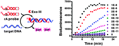 Graphical abstract: Riboadenosine-substituted DNA probes for self-illuminating real-time monitoring of exonuclease III activity and exonuclease III-assisted target recycling