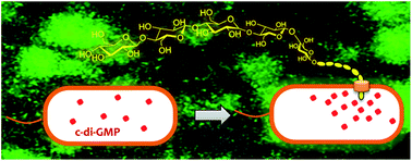 Graphical abstract: The expanding roles of c-di-GMP in the biosynthesis of exopolysaccharides and secondary metabolites