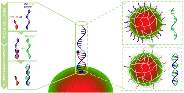 Graphical abstract: High sensitive and direct fluorescence detection of single viral DNA sequences by integration of double strand probes onto microgels particles