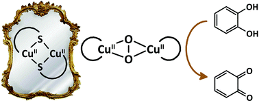 Graphical abstract: Catalytic catechol oxidation by copper complexes: development of a structure–activity relationship