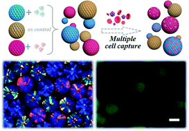 Graphical abstract: A photonic crystal hydrogel suspension array for the capture of blood cells from whole blood