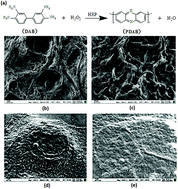Graphical abstract: Enzyme catalysis enhanced dark-field imaging as a novel immunohistochemical method