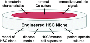 Graphical abstract: Bone-marrow mimicking biomaterial niches for studying hematopoietic stem and progenitor cells