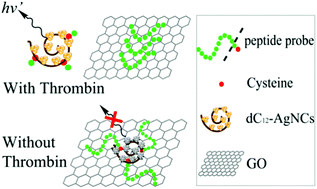 Graphical abstract: A peptide with a cysteine terminus: probe for label-free fluorescent detection of thrombin activity