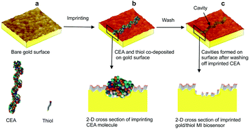 Graphical abstract: Quantitative real-time detection of carcinoembryonic antigen (CEA) from pancreatic cyst fluid using 3-D surface molecular imprinting