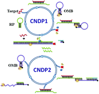 Graphical abstract: Highly sensitive detection of cancer-related genes based on complete fluorescence restoration of a molecular beacon with a functional overhang