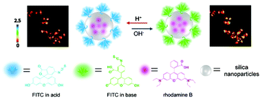 Graphical abstract: An efficient core–shell fluorescent silica nanoprobe for ratiometric fluorescence detection of pH in living cells