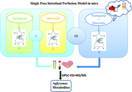 Graphical abstract: Absorption and disposition of naringenin and quercetin after simultaneous administration via intestinal perfusion in mice