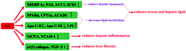 Graphical abstract: Protective effects of glycyrrhizic acid from edible botanical glycyrrhiza glabra against non-alcoholic steatohepatitis in mice