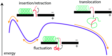 Graphical abstract: Mechanism of α-synuclein translocation through a VDAC nanopore revealed by energy landscape modeling of escape time distributions