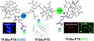Graphical abstract: Transferrin-conjugated paclitaxel prodrugs for targeted cancer therapy