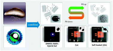 Graphical abstract: Spontaneously restored electrical conductivity of bioactive gel comprising mussel adhesive protein-coated carbon nanotubes