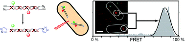 Graphical abstract: Stable end-sealed DNA as robust nano-rulers for in vivo single-molecule fluorescence