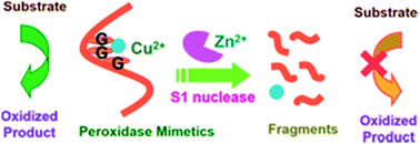 Graphical abstract: Engineering oligonucleotide-based peroxidase mimetics for the colorimetric assay of S1 nuclease