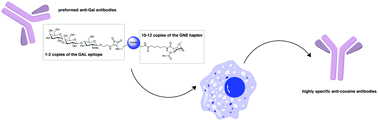 Graphical abstract: A bioconjugate leveraging xenoreactive antibodies to alleviate cocaine-induced behavior