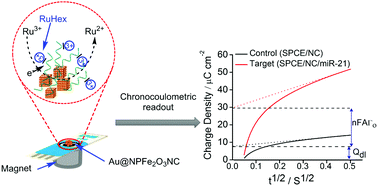 Graphical abstract: Gold-loaded nanoporous superparamagnetic nanocubes for catalytic signal amplification in detecting miRNA