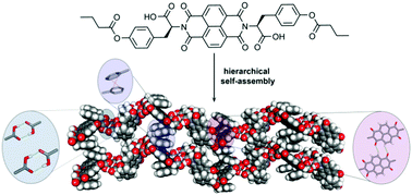 Graphical abstract: Self-organization of amino-acid-derived NDI assemblies into a nanofibrillar superstructure with humidity sensitive n-type semiconducting properties