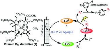 Graphical abstract: A vitamin B12 derivative catalyzed electrochemical trifluoromethylation and perfluoroalkylation of arenes and heteroarenes in organic media