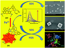 Graphical abstract: A rhodamine based turn-on chemosensor for Fe3+ in aqueous medium and interactions of its Fe3+ complex with HSA