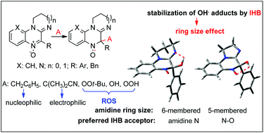 Graphical abstract: Amidinoquinoxaline N-oxides: spin trapping of O- and C-centered radicals