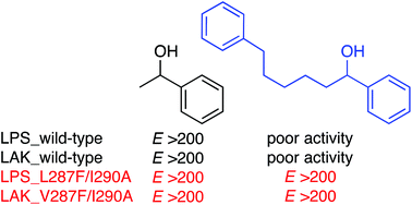Graphical abstract: Synthetically useful variants of industrial lipases from Burkholderia cepacia and Pseudomonas fluorescens