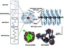 Graphical abstract: Multivalent polyrotaxane vectors as adaptive cargo complexes for gene therapy