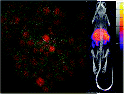 Graphical abstract: 201Tl-labeled Prussian blue and Au@Prussian blue nanoprobes for SPEC-CT imaging: influence of the size, shape and coating on the biodistribution