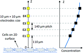 Graphical abstract: Real-time characterization of uptake kinetics of glioblastoma vs. astrocytes in 2D cell culture using microelectrode array