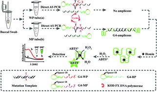 Graphical abstract: Allele specific DNAzyme assembly for fast and convenient SNP colorimetric genotyping directly from noninvasive crude samples