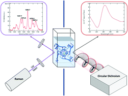 Graphical abstract: Crowding and conformation interplay on human DNA G-quadruplex by ultraviolet resonant Raman scattering