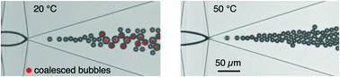 Graphical abstract: Improved coalescence stability of monodisperse phospholipid-coated microbubbles formed by flow-focusing at elevated temperatures