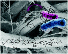 Graphical abstract: Heptylmannose-functionalized cellulose for the binding and specific detection of pathogenic E. coli