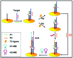 Graphical abstract: Detection of locus-specific N6-methyladenosine modification based on Ag+-assisted ligation and supersandwich signal amplification