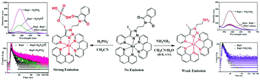 Graphical abstract: The aqueous dependent sensing of hydrazine and phosphate anions using a bis-heteroleptic Ru(ii) complex with a phthalimide–anchored pyridine-triazole ligand