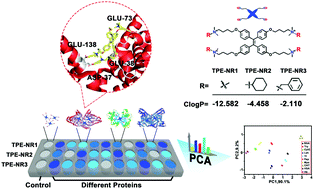 Graphical abstract: Aggregation-induced emission based one-step “lighting up” sensor array for rapid protein identification