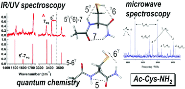 Graphical abstract: Intrinsic folding of the cysteine residue: competition between folded and extended forms mediated by the –SH group